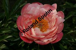 Pfingstrose 'Clemenceae', Paeonia 'Clemenceau', Paeoniaceae, Paeonia 'Clemenceau', Pfingstrose 'Clemenceau', Blühend Kauf von 06292paeonia_clemenceauimg_2304.jpg