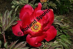 Pfingstrose 'Unique', Paeonia 'Unique', Paeoniaceae, Paeonia 'Unique', Pfingstrose 'Unique', Blüte Kauf von 06293paeonia_uniqueimg_2311.jpg