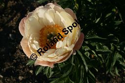 Pfingstrose 'Choral Charm', Paeonia 'Choral Charm', Paeoniaceae, Paeonia 'Choral Charm', Pfingstrose 'Choral Charm', ältere Blüte Kauf von 06294paeonia_choral_charmimg_2323.jpg