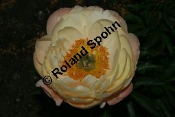 Pfingstrose 'Choral Charm', Paeonia 'Choral Charm', Paeoniaceae, Paeonia 'Choral Charm', Pfingstrose 'Choral Charm', ältere Blüte Kauf von 06294paeonia_choral_charmimg_2325.jpg