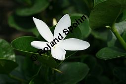 Natalpflaume, Carissa grandiflora, Apocynaceae, Carissa macrocarpa, Carissa grandiflora, Natalpflaume, Großfrüchtiger Wachsbaum, Blühend Kauf von 06296carissa_macrocarpaimg_2503.jpg