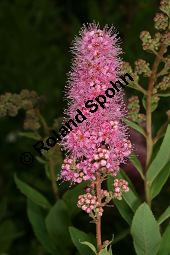 Billards Spierstrauch, Spiraea billardii 'Triumphans', Rosaceae, Spiraea x billardii 'Triumphans', Billards Spierstrauch, Kolbenspiere 'Triumphans', Blühend Kauf von 06299spiraea_billardii_triumphansimg_2546.jpg