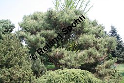 Tanyosho-Kiefer, Japanische Rot-Kiefer 'Umbraculifera', Pinus densiflora 'Umbraculifera' Kauf von 06300_pinus_densiflora_umbraculifera_img_1870.jpg