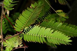 Kugelköpfige Akazie, Acacia sphaerocephala, Mimosaceae, Acacia sphaerocephala, Kugelköpfige Akazie, Blatt, Blatt mit Fresskörperchen (für Ameisen) und Dorn Kauf von 06304acacia_sphaerocephalaimg_2651.jpg