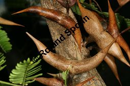 Kugelköpfige Akazie, Acacia sphaerocephala, Mimosaceae, Acacia sphaerocephala, Kugelköpfige Akazie, Blatt, Blatt mit Fresskörperchen (für Ameisen) und Dorn Kauf von 06304acacia_sphaerocephalaimg_2652.jpg