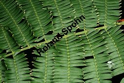 Kugelköpfige Akazie, Acacia sphaerocephala, Mimosaceae, Acacia sphaerocephala, Kugelköpfige Akazie, Blatt, Blatt mit Fresskörperchen (für Ameisen) und Dorn Kauf von 06304acacia_sphaerocephalaimg_4518.jpg