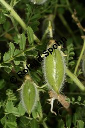 Dsungarei-Kichererbse, Cicer songaricum, Fabaceae, Cicer songaricum, Dsungarei-Kichererbse, fruchtend Kauf von 06305cicer_songaricumimg_2655.jpg