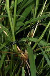 Cymbopogon martinii, Poaceae, Cymbopogon martinii, Beblättert Kauf von 06306cymbopogon_martiniiimg_2669.jpg