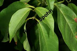 Talgmuskatnussbaum, Virola calophylloidea, Myristicaceae, Virola calophylloidea, Talgmuskatnussbaum, Parikabaum, Beblättert Kauf von 06307virola_calophylloideaimg_2678.jpg