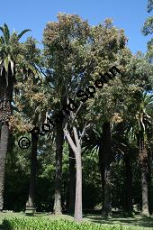 Zitronen-Eucalyptus, Eucalyptus citriodora, Myrtaceae, Eucalyptus citriodora, Zitronen-Eukalyptus, Zitronenduftender Blaugummibaum, Beblättert Kauf von 06308_eucalyptus_citriodora_img_2034.jpg