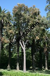 Zitronen-Eucalyptus, Eucalyptus citriodora, Myrtaceae, Eucalyptus citriodora, Zitronen-Eukalyptus, Zitronenduftender Blaugummibaum, Beblättert Kauf von 06308_eucalyptus_citriodora_img_2035.jpg