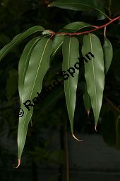 Zitronen-Eucalyptus, Eucalyptus citriodora, Myrtaceae, Eucalyptus citriodora, Zitronen-Eukalyptus, Zitronenduftender Blaugummibaum, Beblättert Kauf von 06308eucalyptus_citriodoraimg_2695.jpg