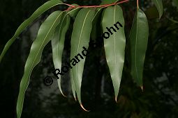 Zitronen-Eucalyptus, Eucalyptus citriodora, Myrtaceae, Eucalyptus citriodora, Zitronen-Eukalyptus, Zitronenduftender Blaugummibaum, Beblättert Kauf von 06308eucalyptus_citriodoraimg_2696.jpg