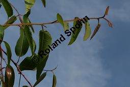 Zitronen-Eucalyptus, Eucalyptus citriodora, Myrtaceae, Eucalyptus citriodora, Zitronen-Eukalyptus, Zitronenduftender Blaugummibaum, Beblättert Kauf von 06308eucalyptus_citriodoraimg_2904.jpg