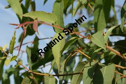 Zitronen-Eucalyptus, Eucalyptus citriodora, Myrtaceae, Eucalyptus citriodora, Zitronen-Eukalyptus, Zitronenduftender Blaugummibaum, Beblättert Kauf von 06308eucalyptus_citriodoraimg_2905.jpg