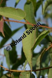 Zitronen-Eucalyptus, Eucalyptus citriodora, Myrtaceae, Eucalyptus citriodora, Zitronen-Eukalyptus, Zitronenduftender Blaugummibaum, Beblättert Kauf von 06308eucalyptus_citriodoraimg_2906.jpg
