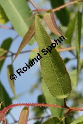 Zitronen-Eucalyptus, Eucalyptus citriodora, Myrtaceae, Eucalyptus citriodora, Zitronen-Eukalyptus, Zitronenduftender Blaugummibaum, Beblättert Kauf von 06308eucalyptus_citriodoraimg_2907.jpg