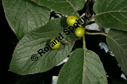 Philippinischer Tee, Ehretia dicksonii, Boraginaceae/Ehretiaceae, Ehretia dicksonii, Philippinischer Tee, Fukientee, fruchtend Kauf von 06311ehretia_dicksoniiimg_0153.jpg