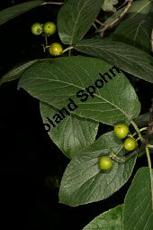 Philippinischer Tee, Ehretia dicksonii, Boraginaceae/Ehretiaceae, Ehretia dicksonii, Philippinischer Tee, Fukientee, fruchtend Kauf von 06311ehretia_dicksoniiimg_0154.jpg