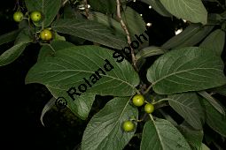 Philippinischer Tee, Ehretia dicksonii, Boraginaceae/Ehretiaceae, Ehretia dicksonii, Philippinischer Tee, Fukientee, fruchtend Kauf von 06311ehretia_dicksoniiimg_0155.jpg