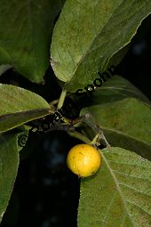 Philippinischer Tee, Ehretia dicksonii, Boraginaceae/Ehretiaceae, Ehretia dicksonii, Philippinischer Tee, Fukientee, fruchtend Kauf von 06311ehretia_dicksoniiimg_0156.jpg