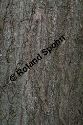 Philippinischer Tee, Ehretia dicksonii, Boraginaceae/Ehretiaceae, Ehretia dicksonii, Philippinischer Tee, Fukientee, fruchtend Kauf von 06311ehretia_dicksoniiimg_0157.jpg