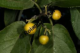 Philippinischer Tee, Ehretia dicksonii, Boraginaceae/Ehretiaceae, Ehretia dicksonii, Philippinischer Tee, Fukientee, fruchtend Kauf von 06311ehretia_dicksoniiimg_0158.jpg