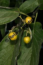 Philippinischer Tee, Ehretia dicksonii, Boraginaceae/Ehretiaceae, Ehretia dicksonii, Philippinischer Tee, Fukientee, fruchtend Kauf von 06311ehretia_dicksoniiimg_0159.jpg