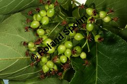 Philippinischer Tee, Ehretia dicksonii, Boraginaceae/Ehretiaceae, Ehretia dicksonii, Philippinischer Tee, Fukientee, fruchtend Kauf von 06311ehretia_dicksoniiimg_2797.jpg