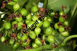 Philippinischer Tee, Ehretia dicksonii, Boraginaceae/Ehretiaceae, Ehretia dicksonii, Philippinischer Tee, Fukientee, fruchtend Kauf von 06311ehretia_dicksoniiimg_2798.jpg