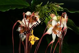 Preuss' Stophanthus, Strophanthus preussii, Apocynaceae, Strophanthus preussii, Strophanthus bracteatus, Preuss' Strophanthus, Blühend Kauf von 06313strophanthus_preussiiimg_2808.jpg