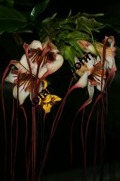 Preuss' Stophanthus, Strophanthus preussii, Apocynaceae, Strophanthus preussii, Strophanthus bracteatus, Preuss' Strophanthus, Blühend Kauf von 06313strophanthus_preussiiimg_2809.jpg