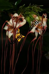 Preuss' Stophanthus, Strophanthus preussii, Apocynaceae, Strophanthus preussii, Strophanthus bracteatus, Preuss' Strophanthus, Blühend Kauf von 06313strophanthus_preussiiimg_2810.jpg