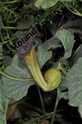 Chile-Pfeifenblume, Aristolochia chilensis, Aristolochiaceae, Aristolochia chilensis, Chile-Pfeifenblume, Blühend Kauf von 06314_aristolochia_chilensis_dsc_6850.jpg