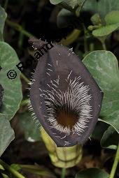 Chile-Pfeifenblume, Aristolochia chilensis, Aristolochiaceae, Aristolochia chilensis, Chile-Pfeifenblume, Blühend Kauf von 06314_aristolochia_chilensis_dsc_6851.jpg