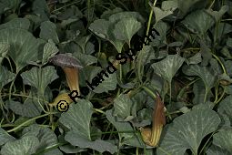Chile-Pfeifenblume, Aristolochia chilensis, Aristolochiaceae, Aristolochia chilensis, Chile-Pfeifenblume, Blühend Kauf von 06314aristolochia_chilensisimg_2811.jpg