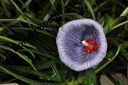 Mauritius-Glockenblume, Nesocodon mauritianus, Campanulaceae, Nesocodon mauritianus, Mauritius-Glockenblume, Blüte Kauf von 06316_nesocodon_mauritianus_dsc_0854.jpg