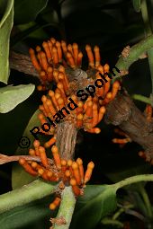 Phragmanthera usuiensis auf Nerium oleander, Loranthaceae, Phragmanthera usuiensis auf Nerium oleander, Schmarotzer auf Oleander, Blühend Kauf von 06317phragmanthera_usuiensisimg_2818.jpg