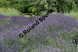 Echter Lavendel 'Dwarf Blue', Lavandula angustifolia 'Dwarf Blue', Lamiaceae, Lavandula angustifolia 'Dwarf Blue', Echter Lavendel 'Dwarf Blue', Blühend Kauf von 06321lavandula_angustifolia_dwarfblueimg_2856.jpg