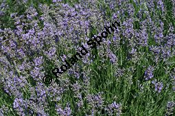 Echter Lavendel 'Dwarf Blue', Lavandula angustifolia 'Dwarf Blue', Lamiaceae, Lavandula angustifolia 'Dwarf Blue', Echter Lavendel 'Dwarf Blue', Blühend Kauf von 06321lavandula_angustifolia_dwarfblueimg_2857.jpg