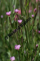 Vierkantiges Weidenröschen, Epilobium tetragonum Kauf von 06322epilobium_tetragonumimg_2866.jpg