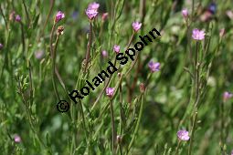Vierkantiges Weidenröschen, Epilobium tetragonum Kauf von 06322epilobium_tetragonumimg_2868.jpg