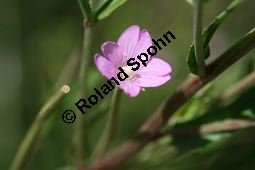 Vierkantiges Weidenröschen, Epilobium tetragonum Kauf von 06322epilobium_tetragonumimg_2869.jpg