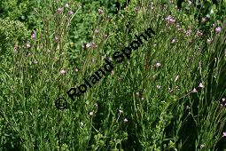 Vierkantiges Weidenröschen, Epilobium tetragonum Kauf von 06322epilobium_tetragonumimg_2870.jpg