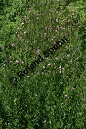 Vierkantiges Weidenröschen, Epilobium tetragonum Kauf von 06322epilobium_tetragonumimg_2871.jpg