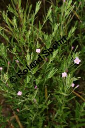 Vierkantiges Weidenröschen, Epilobium tetragonum Kauf von 06322epilobium_tetragonumimg_8445.jpg