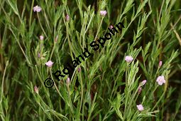 Vierkantiges Weidenröschen, Epilobium tetragonum Kauf von 06322epilobium_tetragonumimg_8446.jpg
