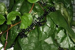 Ceylon-Spinat, Basella rubra, Basellaceae, Basella rubra, Ceylon-Spinat, fruchtend Kauf von 06326basella_rubraimg_2968.jpg