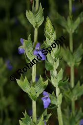 Chia-Salbei, Salvia hispanica, Lamiaceae, Salvia hispanica, Chia-Salbei, Chia, Blühend Kauf von 06329salvia_hispanicaimg_3017.jpg