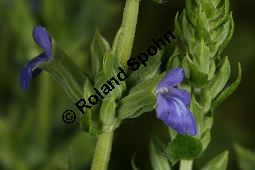 Chia-Salbei, Salvia hispanica, Lamiaceae, Salvia hispanica, Chia-Salbei, Chia, Blühend Kauf von 06329salvia_hispanicaimg_3020.jpg